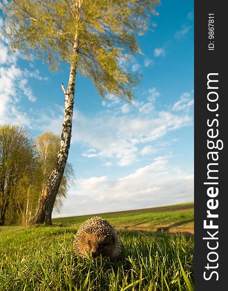 Hedgehog In Grass