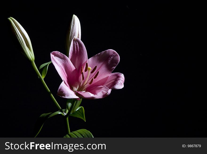 Pink lily studio shot on black