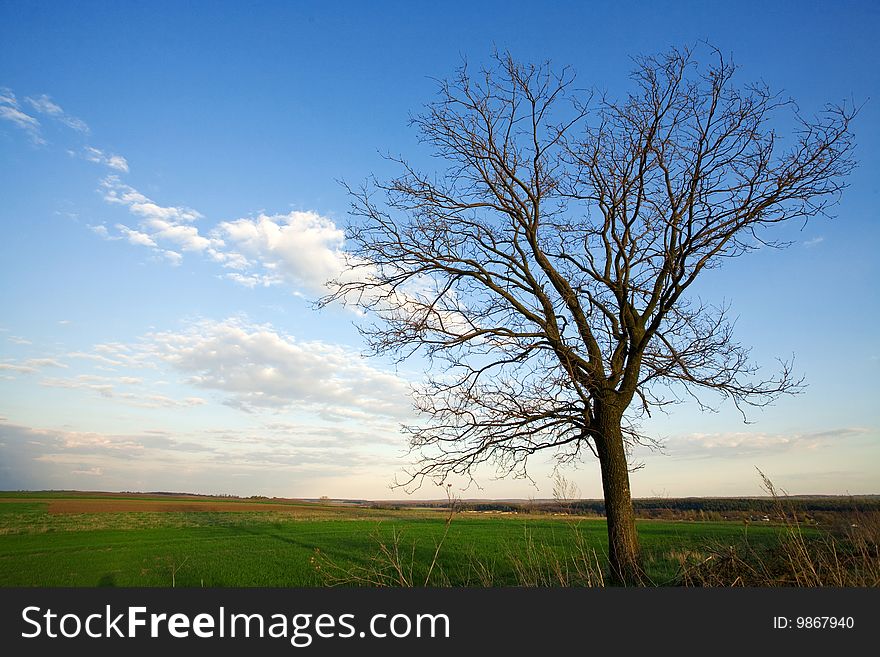 A single bare tree in the field under the blue sky. A single bare tree in the field under the blue sky