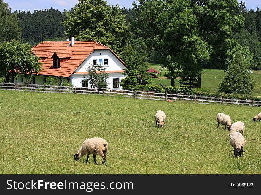 Cottage and sheep, VeselÃ½ Kopec, Czech Republic