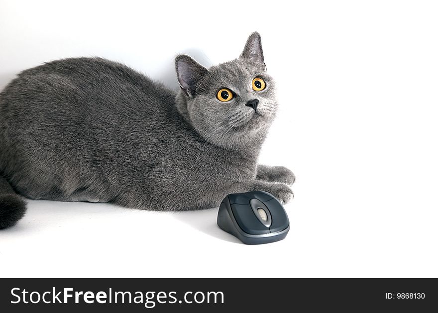 British Blue Cat With Wifi Mouse