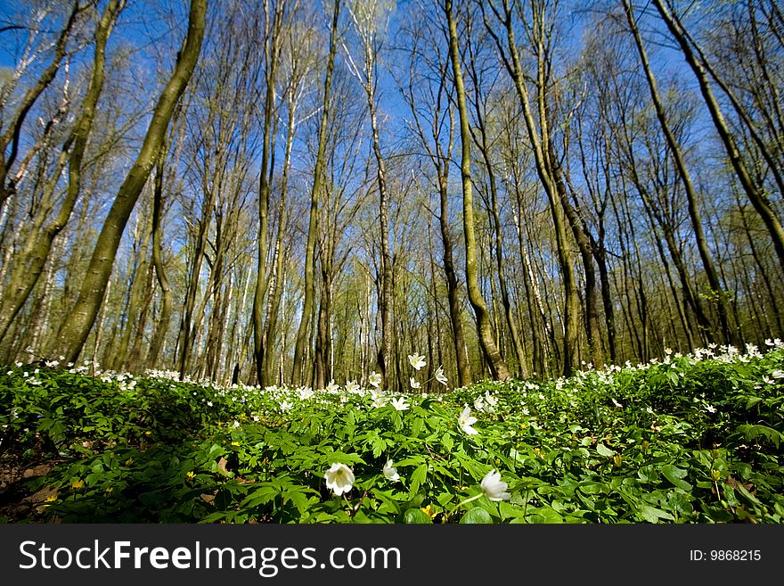 A colored carpet of  beautiful wildflowers amongst grove  in sunlight. A colored carpet of  beautiful wildflowers amongst grove  in sunlight