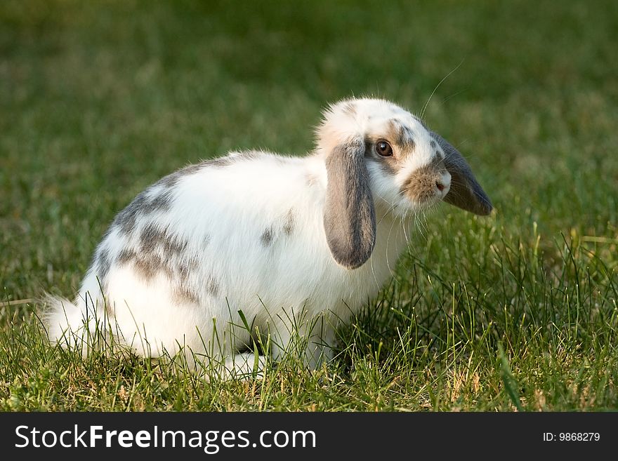Nice rabbit on the green grass