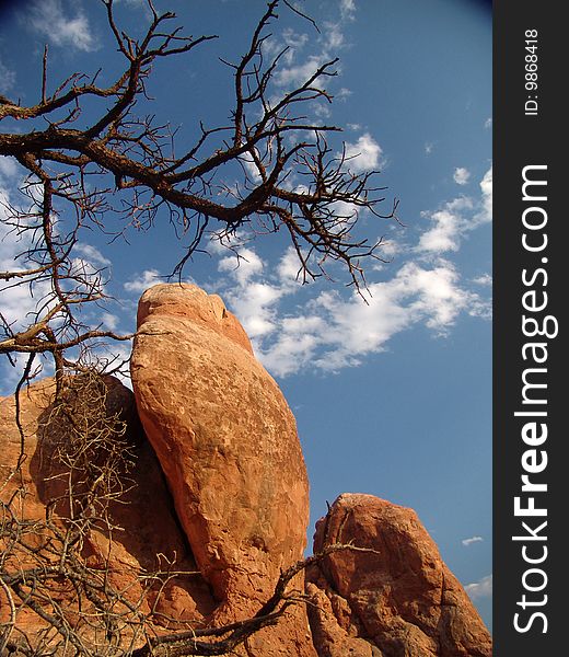 Arches National Park Rock mountain and Tree with blue sky