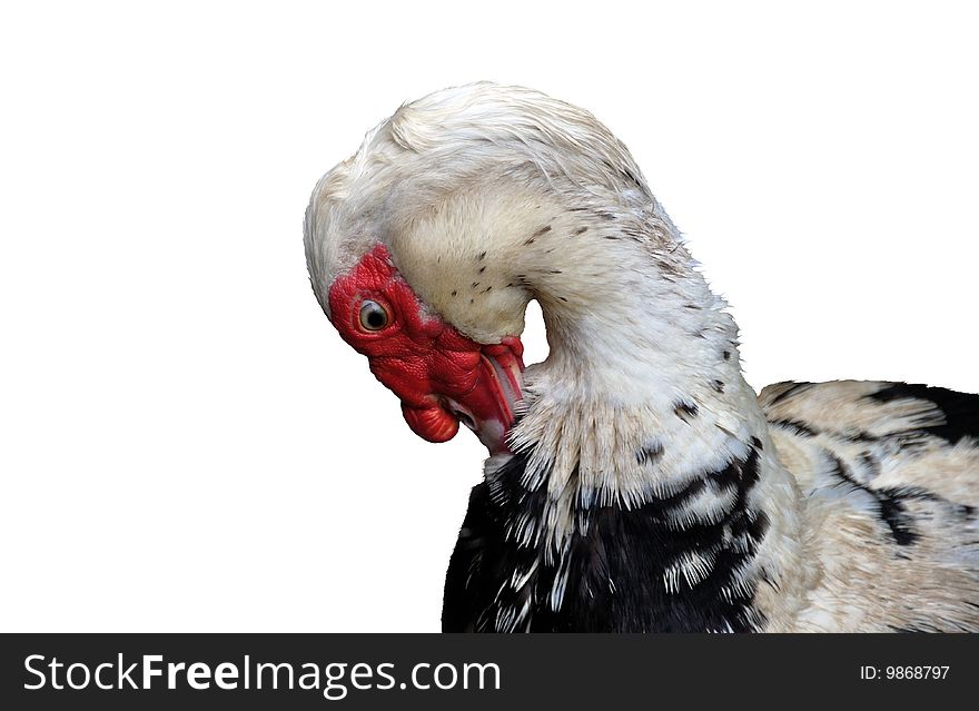 The drake of a muscovy duck