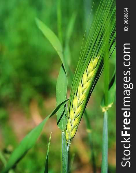 Close-up  green ear of wheat