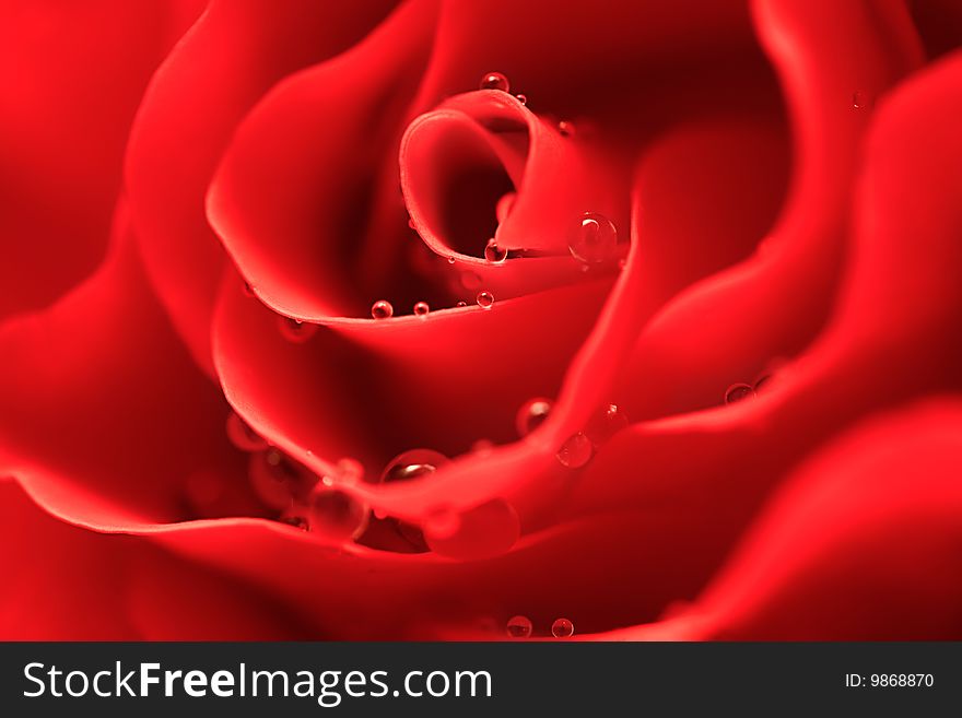 Red rose with drops of water close-up