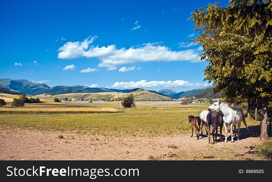 A family of horses and a landscape of central Italy. A family of horses and a landscape of central Italy