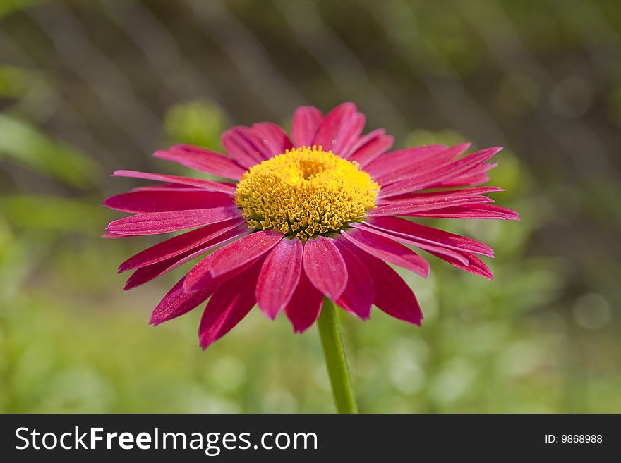 Red gerbera on a green background