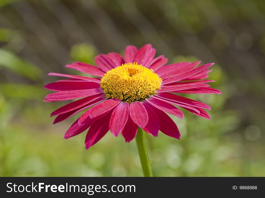 Red Gerbera