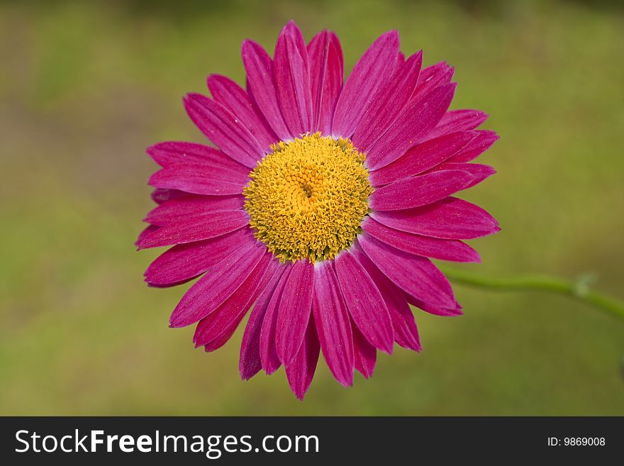 Red gerbera on a green background