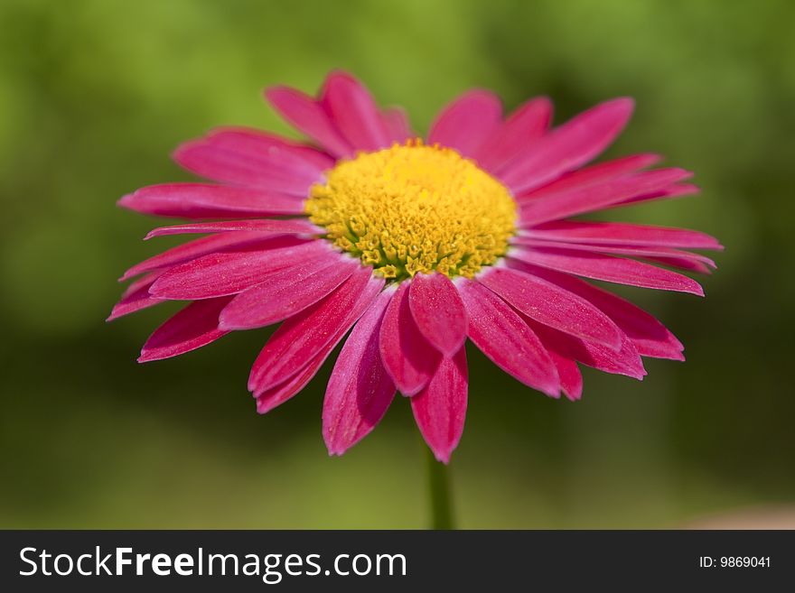 Red gerbera on a green background