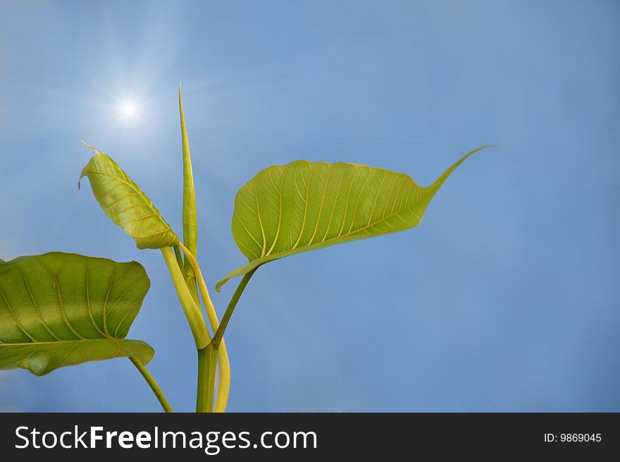 Close-up of fresh plant sprout. Close-up of fresh plant sprout