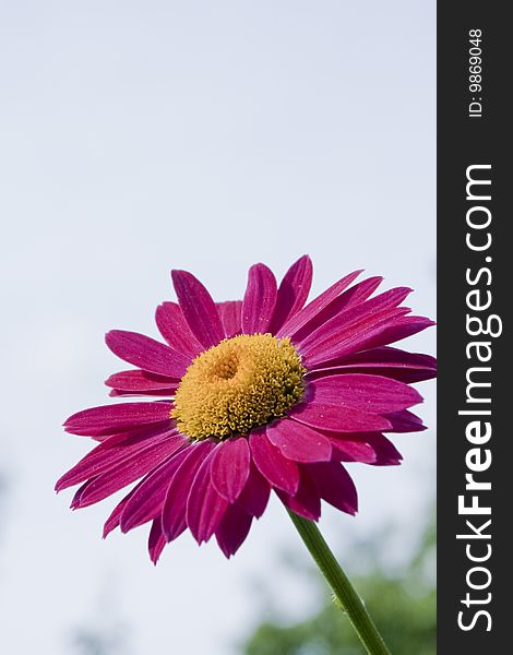 Red gerbera on a green background