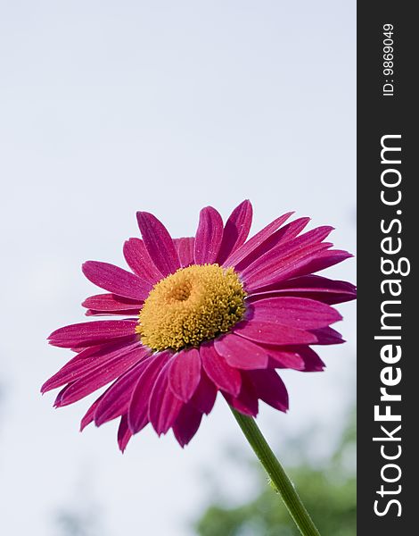 Red gerbera on a green background