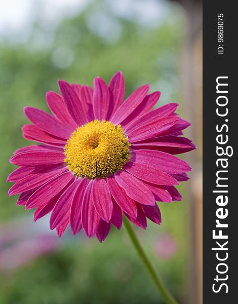 Red gerbera on a green background