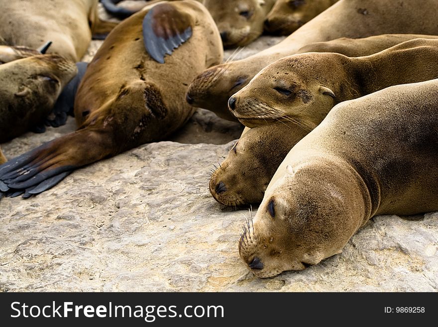 Picture of sea lions taken in Santa Cruz, California