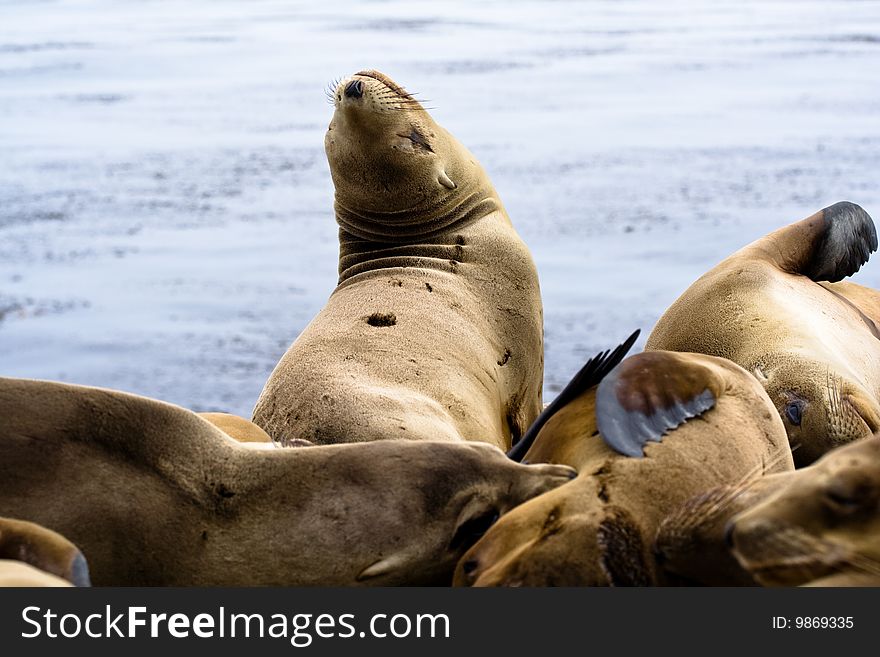 Sea Lions