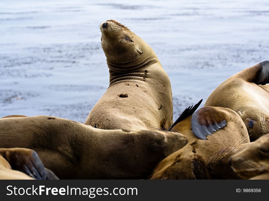 Picture of sea lions taken in Santa Cruz, California