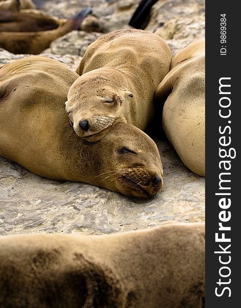 Picture of sea lions taken in Santa Cruz, California