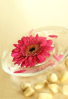 Gerber Floating In Bowl. Spa Background Royalty Free Stock Photo