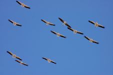 Soaring Pelicans Stock Images