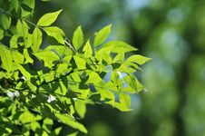 Green Leaves Stock Image Green Leaves Stock Image