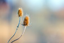 Burdock Royalty Free Stock Photo Burdock Royalty Free Stock Photo