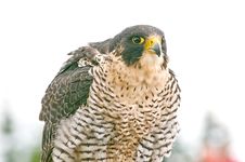 Falcon Stock Photo Falcon Stock Photo