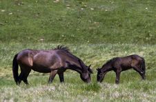 Mare And Foal Royalty Free Stock Photography Mare And Foal Royalty Free Stock Photography