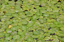 Many Water Lily Pads Royalty Free Stock Photo Many Water Lily Pads Royalty Free Stock Photo