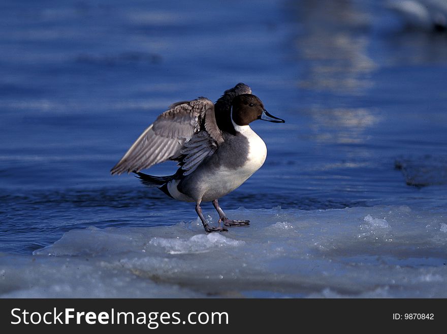 Bird stands on ice,Wildlife and nature scene