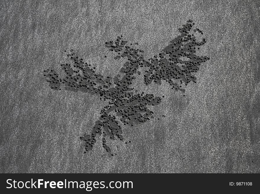 Patterns on sand made by sand crabs. Patterns on sand made by sand crabs