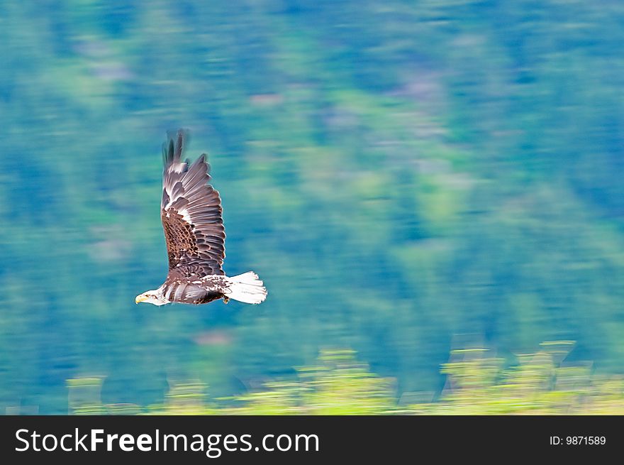 A view of a large bald eagle flapping its wings in flight. A view of a large bald eagle flapping its wings in flight.