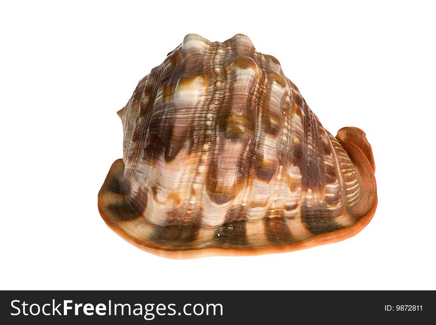 Seashell isolated on white background