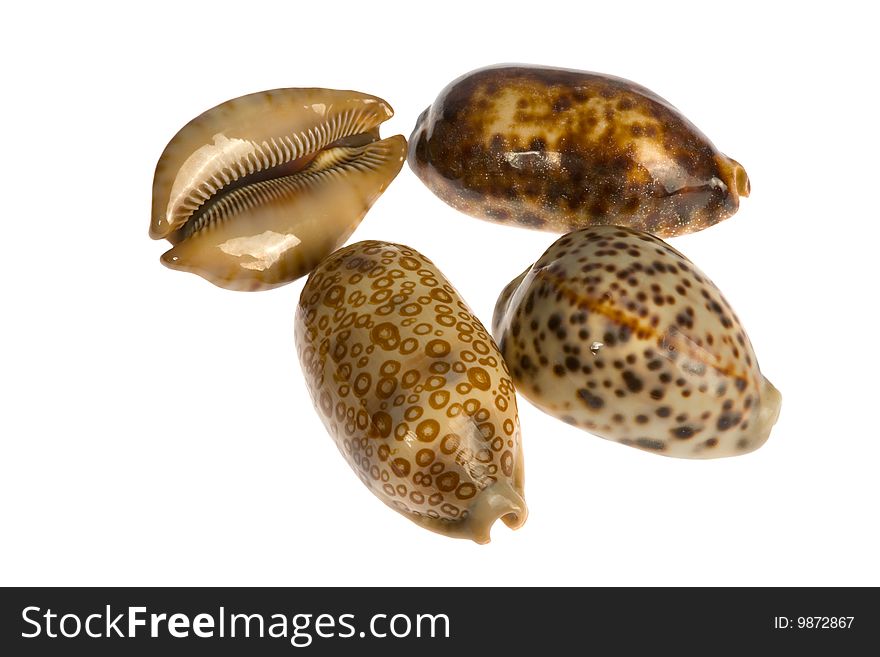 Seashell Isolated On White Background