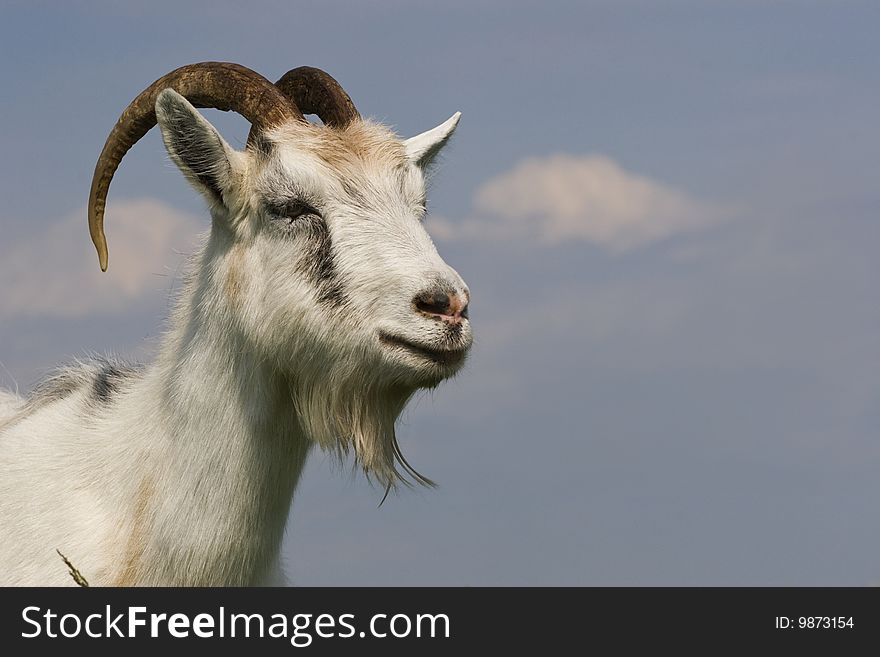 Ð ortrait of goat on a background sky.