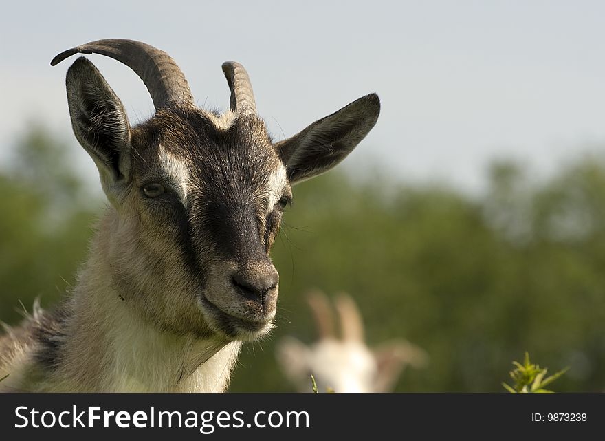 Ð ortrait of goat on a background sky.