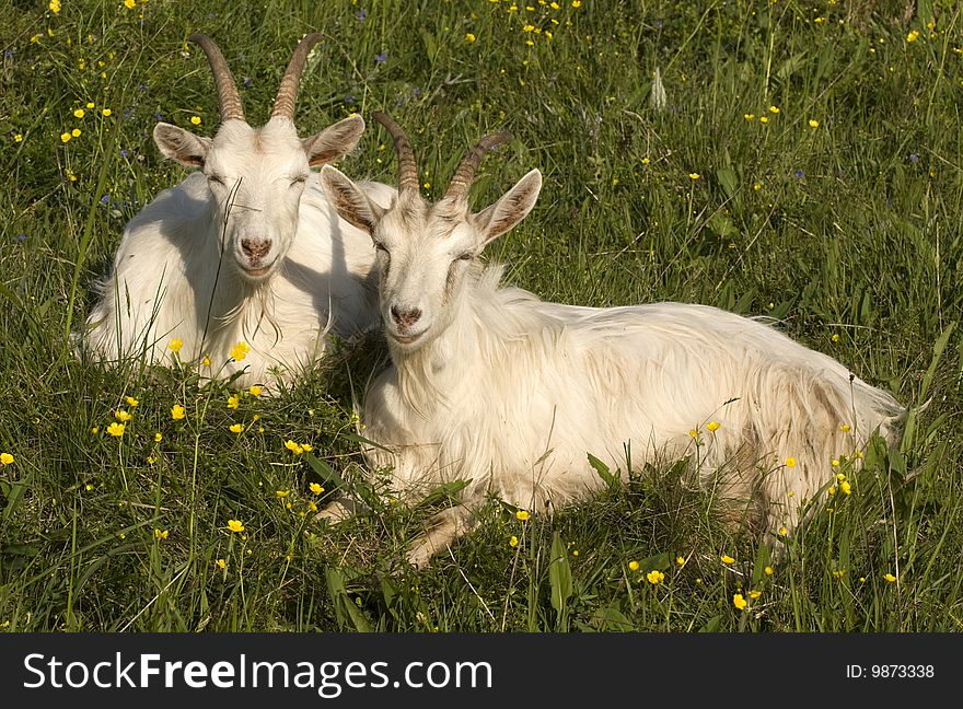 Goats rest on a grass. Goats rest on a grass.