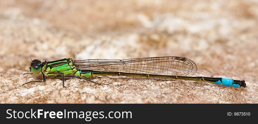 Dragonfly Sitting On A Stone In The Sun