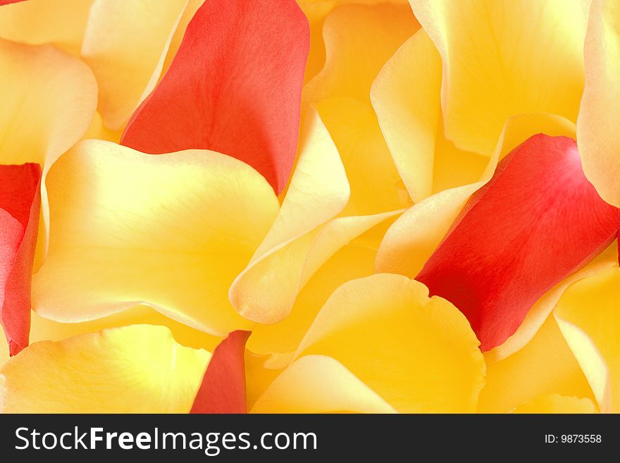 Yellow and red rose petals background