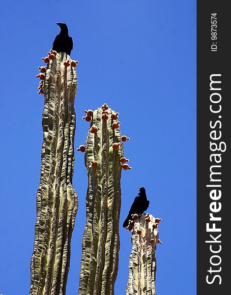 Cactus in Mexico, Latin America