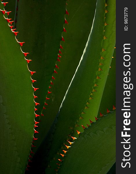 Cactus in Mexico, Latin America