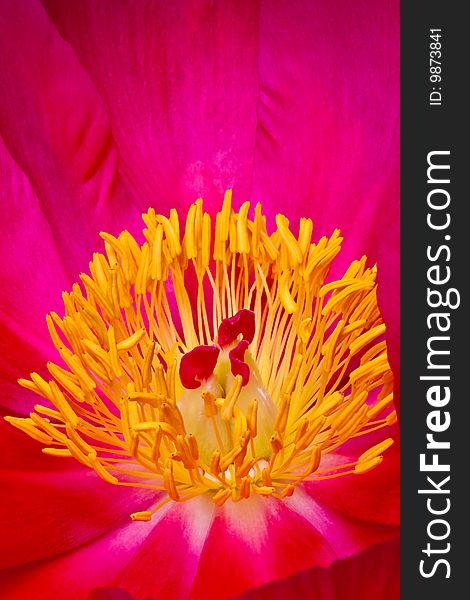 Pink and yellow anemone flower closeup of the heart