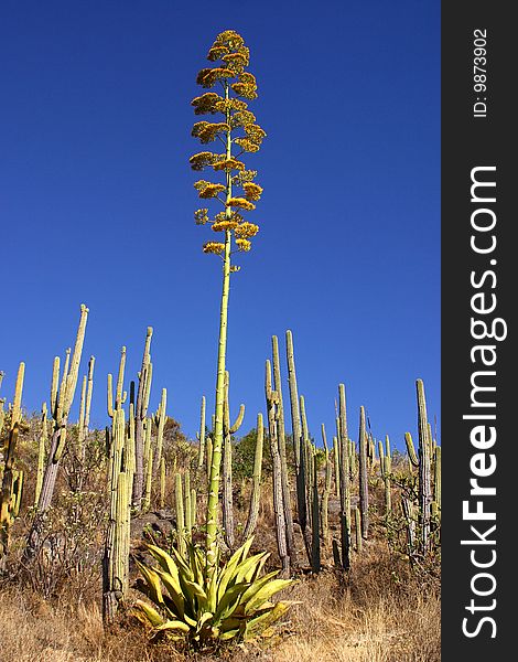 Cactus in Mexico, Latin America