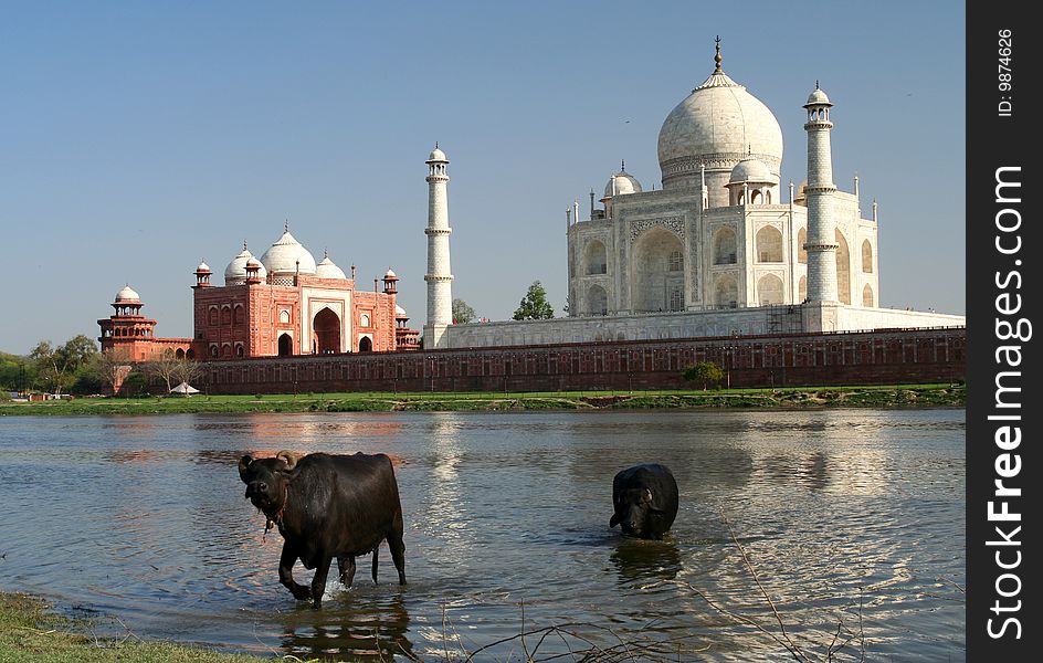 View of Taj Mahal across the river Agra India