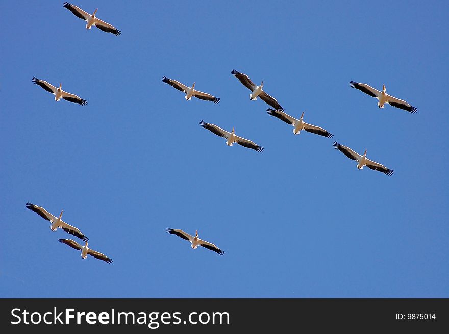 Pelicans soaring in blue sky. Pelicans soaring in blue sky
