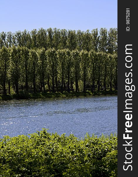 Rows of Green Trees in Park