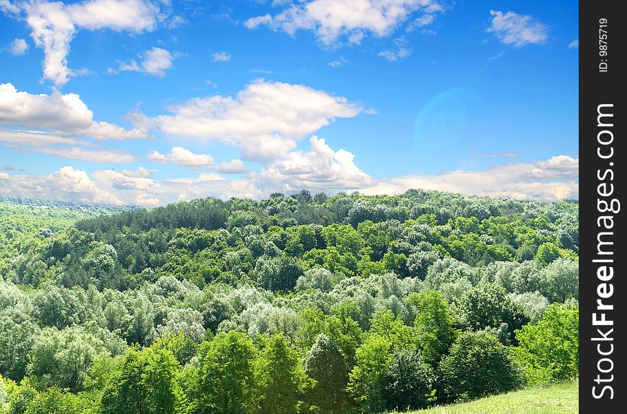 Sunlight in trees of green summer forest