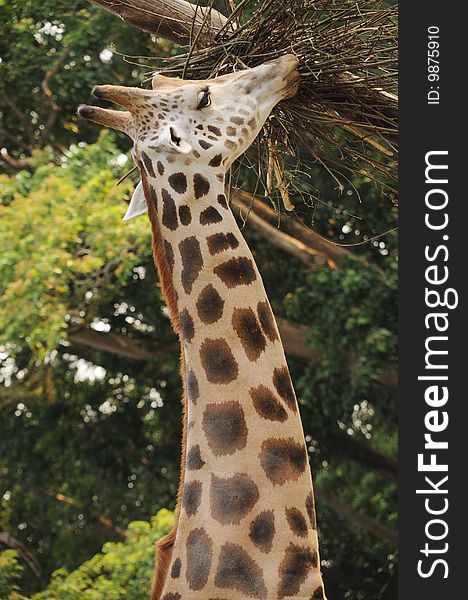 Long neck giraffe in the zoo having meal